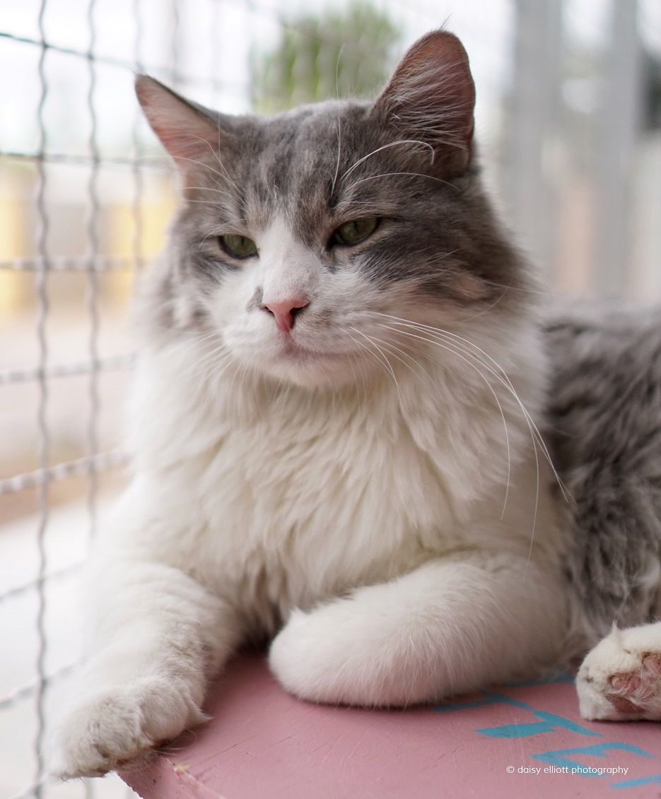 Adopt a friend: Aston